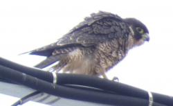 A preening peregrine falcon
